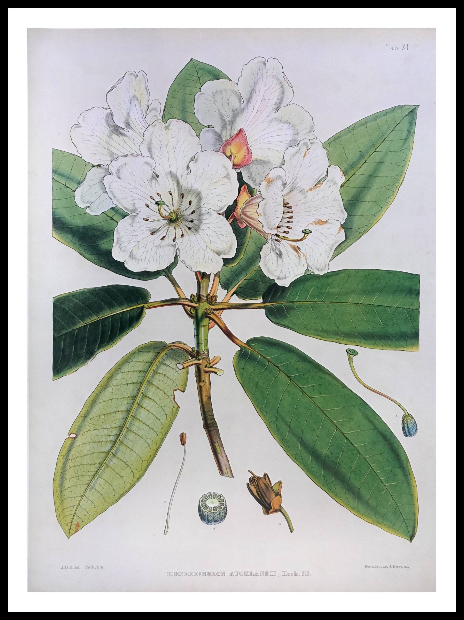 PTR JDH03 Rhododendron Aucklandii (Antique Prints)